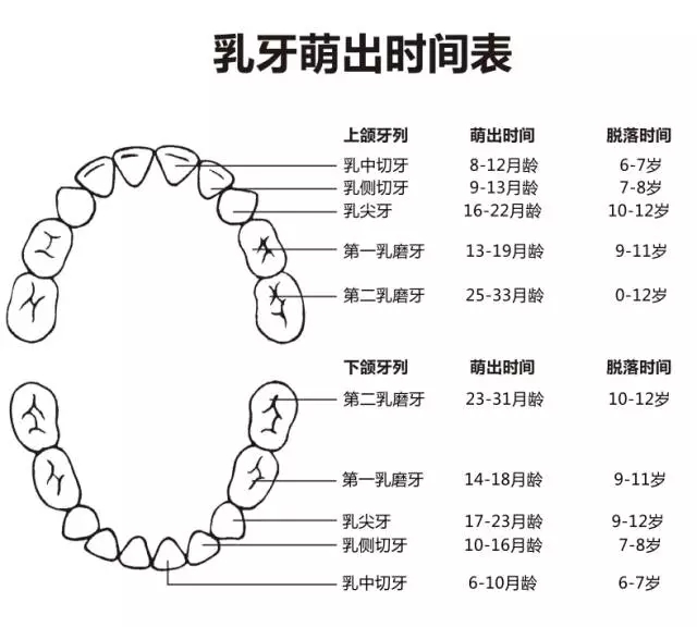 尚佳專業(yè)月嫂丨何時長牙才算正常？